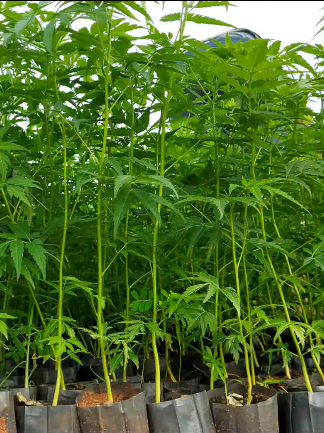 Melia Dubia Nursery