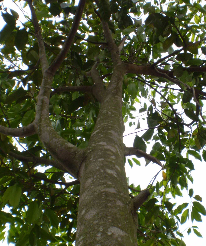 Agarwood, also known as oud or gaharu