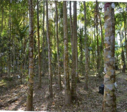 Matured Agarwood forest