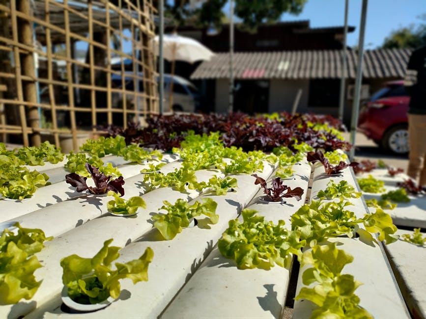 Leafy hydroponic garden