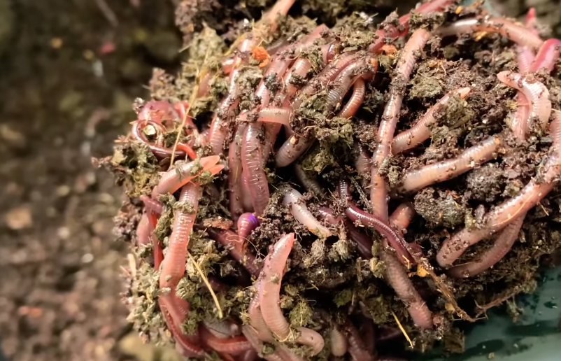 African Nightcrawlers / Super Red Worms
