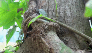 Chui Jhal or Piper Chaba Stem