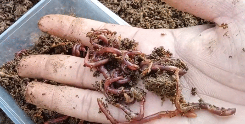 Eisenia fetida in hands
