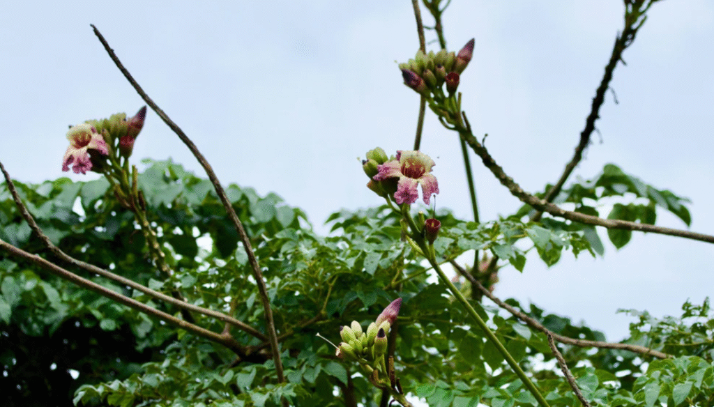 Indian trumpet tree Indian trumpet tree